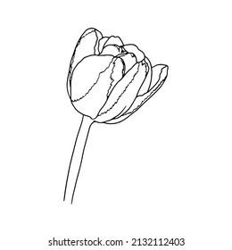 Tulipán. Arte de la línea de flores de primavera dibujada a mano. Aislado sobre fondo blanco.