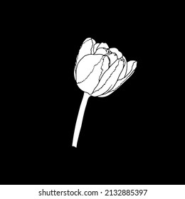 Tulipán. Arte de la línea de flores de primavera dibujada a mano aislado en el fondo negro.