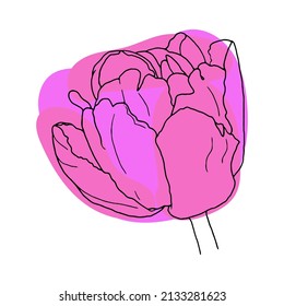 Tulipán. Arte de la línea de flores de primavera dibujada a mano. Aislado sobre fondo blanco.