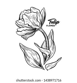 Tulip hand drawn vector illustration. Linear blossom ink pen sketch. Black and white blooming clipart. Realistic wildflower freehand drawing. Isolated monochrome floral, botanical design elemen