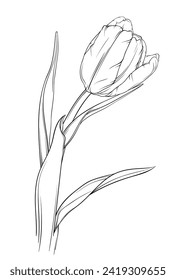 Tulip. Hand drawn vector illustration isolated on white background.