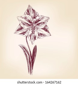 tulip hand drawn vector llustration realistic sketch