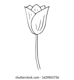 Tulip icon. Vector illustration of spring tulip flower. Hand drawn spring tulip.