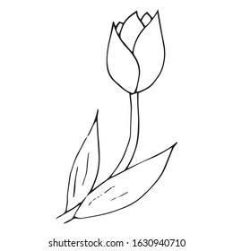 Tulip icon. Vector illustration of spring tulip flower. Hand drawn spring tulip.