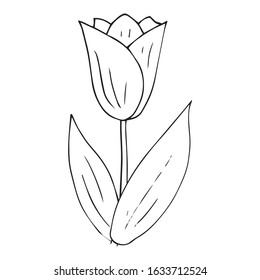 Tulip icon. Vector illustration of spring tulip flower. Hand drawn spring tulip.