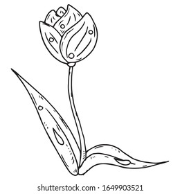 Tulip icon. Vector illustration of spring tulip flower. Hand drawn spring tulip.