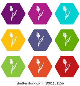 Tulip icons 9 set coloful isolated on white for web