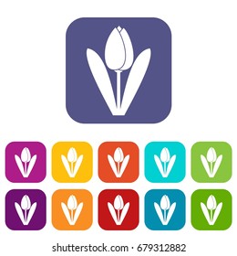 Tulip icons set vector illustration in flat style In colors red, blue, green and other
