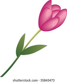 Tulip illustration