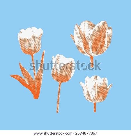 Tulip illustration, lines on light blue background.