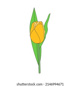 Tulip illustration. Vector drawing. Spring decoration. Botanical print.