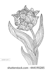 Tulip isolated. Beautiful flower. Vector illustration. Coloring book page for adult. Love bohemia concept for wedding invitation card, branding. Gift for girl and women. Black and white line flower