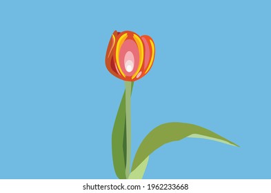 Tulip isolated on blue background Vector Illustration. Beautiful Colorful Orange Tulip Flower. Mothers Day concept. Blooming tulip vector illustration.