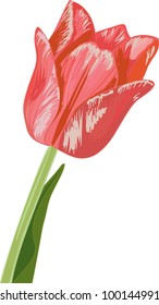 tulip isolated on white