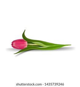 Tulip isolated on white background for your creativity