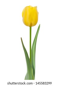 Tulip isolated on white background. And also includes EPS 10 vector