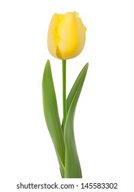 Tulip isolated on white background. And also includes EPS 10 vector