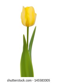 Tulip isolated on white background. And also includes EPS 10 vector
