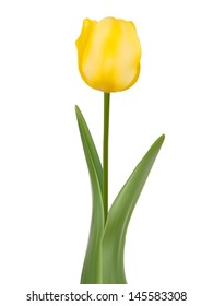 Tulip isolated on white background. And also includes EPS 10 vector