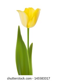 Tulip isolated on white background. And also includes EPS 10 vector