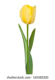 Tulip isolated on white background. And also includes EPS 10 vector