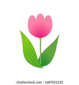 Tulip isolated on white background