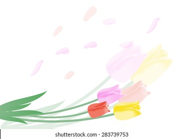 Tulip isolated on white background