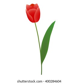 tulip isolated on white background