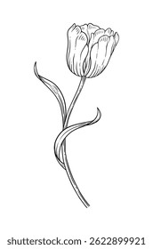 Tulip with leaves, graceful black thin line, blooming flower. Beautiful spring decor. Drawing element for design. Vector illustration