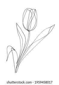 Tulip line art. One line artwork of Tulip flower. Contour drawing. Vector