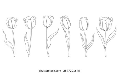 Tulip line art vector illustration. Simple spring flower set.
