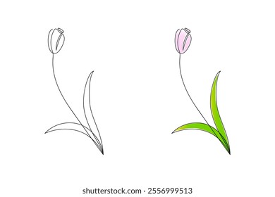 Tulip in linear and color version in minimalist style. Hand drawn spring flower. Beauty vector illustration.