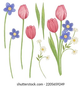 Tulip and little flowers set white isolated background