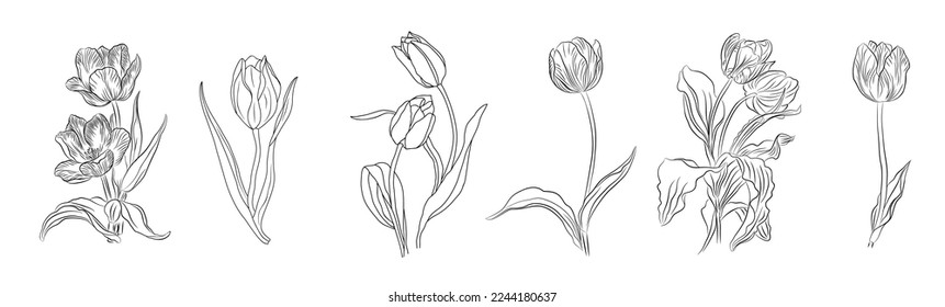 Tulip March Birth month flower set. Botanical Line art vector illustration. Hand drawn monochrome black ink Sketch. Modern floral minimalist design for wall art, card, tattoo, logo