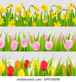 Tulip And Narcissus Border With Transparent Background With Gradient Mesh, Vector Illustration