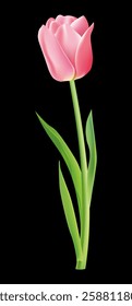 tulip on black background vector illustration