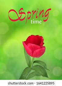 Tulip on Green nature background blurred and bokeh effect. Beautiful spring flower with water drops. Spring time. Vertical vector illustration.