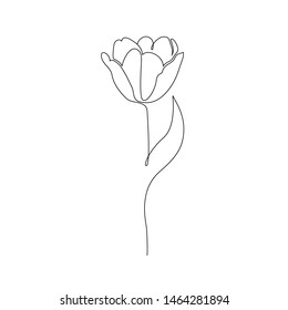 Tulip on white background. One line drawing style.