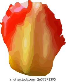 tulip orange and blooming  design24