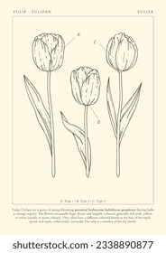 tulip outline. Tulip flower line art. Hand drawn set of tulips branches. Tulip Flower isolated on white background. vector illustration. tulip sketch. Abstract floral hand drawing outline tulips.