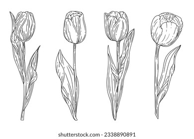 tulip outline. Tulip flower line art. Hand drawn set of tulips branches. Tulip Flower isolated on white background. vector illustration. tulip sketch. Abstract floral hand drawing outline tulips.
