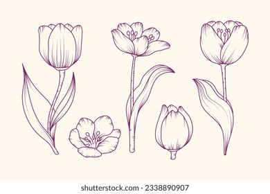 contorno tulipán. Arte de la línea floral tulipán. Conjunto de ramas de tulipanes dibujadas a mano. Flor de tulipán aislada sobre fondo blanco. ilustración vectorial. boceto tulipán. Resumen de tulipanes de dibujo de mano floral.