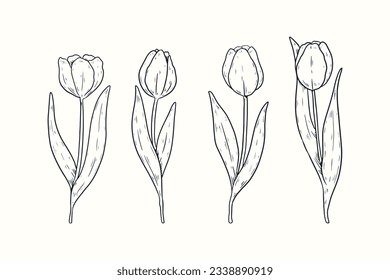 tulip outline. Tulip flower line art. Hand drawn set of tulips branches. Tulip Flower isolated on white background. vector illustration. tulip sketch. Abstract floral hand drawing outline tulips.