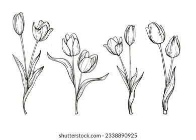 contorno tulipán. Arte de la línea floral tulipán. Conjunto de ramas de tulipanes dibujadas a mano. Flor de tulipán aislada sobre fondo blanco. ilustración vectorial. boceto tulipán. Resumen de tulipanes de dibujo de mano floral.