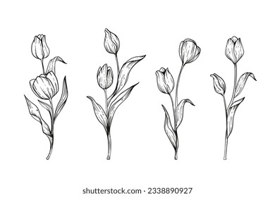 tulip outline. Tulip flower line art. Hand drawn set of tulips branches. Tulip Flower isolated on white background. vector illustration. tulip sketch. Abstract floral hand drawing outline tulips.