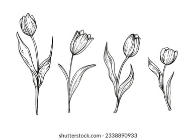 tulip outline. Tulip flower line art. Hand drawn set of tulips branches. Tulip Flower isolated on white background. vector illustration. tulip sketch. Abstract floral hand drawing outline tulips.