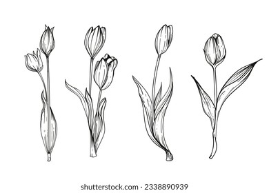tulip outline. Tulip flower line art. Hand drawn set of tulips branches. Tulip Flower isolated on white background. vector illustration. tulip sketch. Abstract floral hand drawing outline tulips.