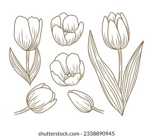 tulip outline. Tulip flower line art. Hand drawn set of tulips branches. Tulip Flower isolated on white background. vector illustration. tulip sketch. Abstract floral hand drawing outline tulips.