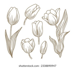 tulip outline. Tulip flower line art. Hand drawn set of tulips branches. Tulip Flower isolated on white background. vector illustration. tulip sketch. Abstract floral hand drawing outline tulips.