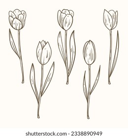 tulip outline. Tulip flower line art. Hand drawn set of tulips branches. Tulip Flower isolated on white background. vector illustration. tulip sketch. Abstract floral hand drawing outline tulips.